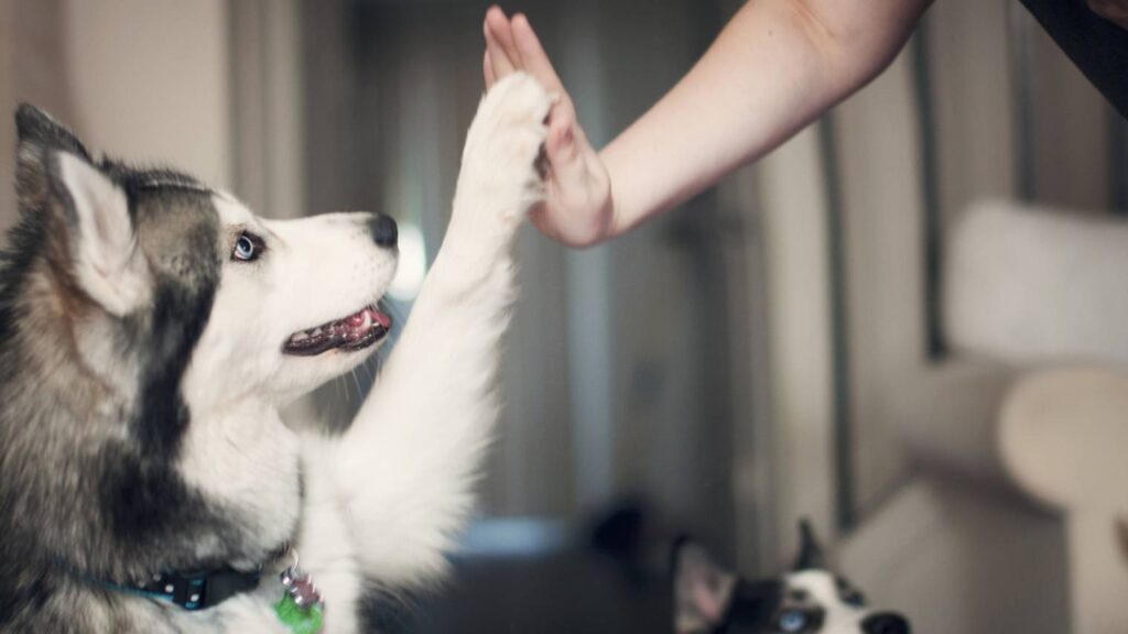 人与狗，宠物，人与宠物，狗狗，犬