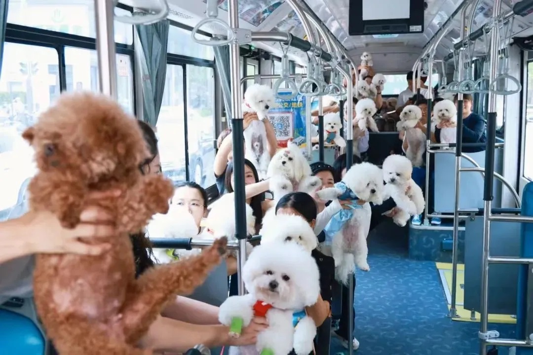 大巴养宠，公车上的宠物，大巴上的狗狗
