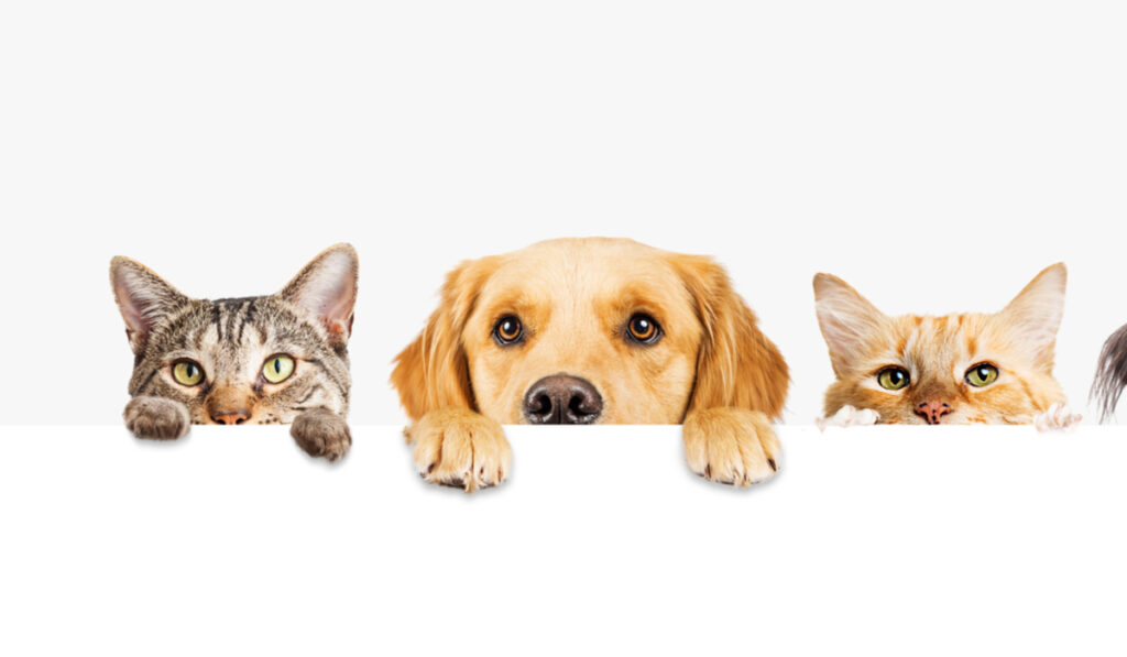 宠物；人宠关系；猫；狗