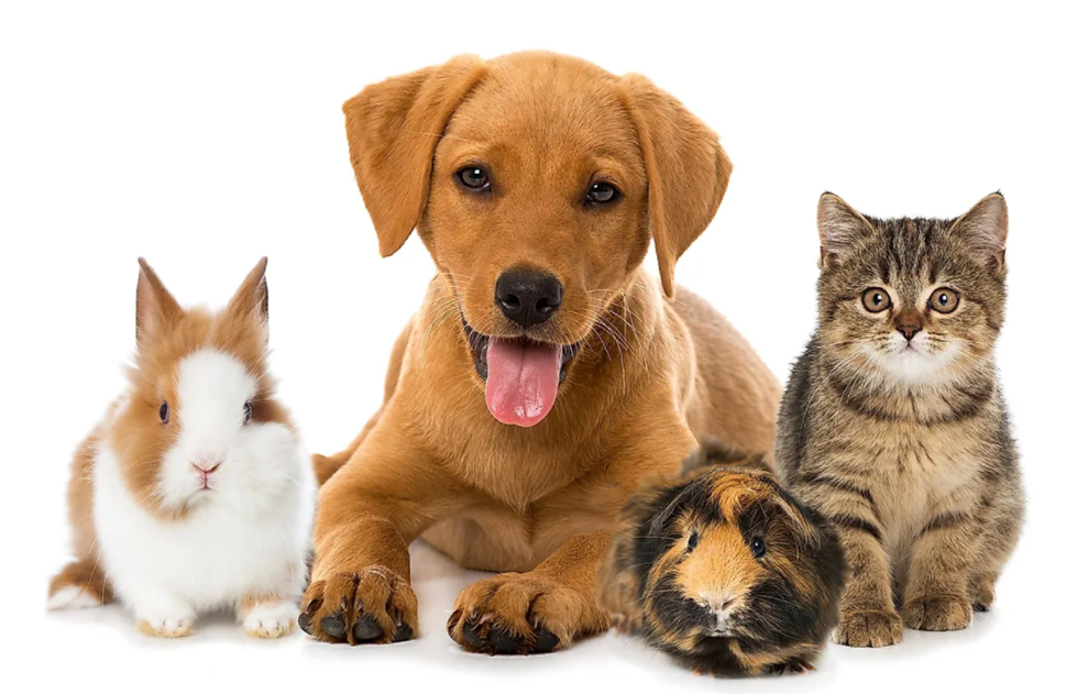 宠物；人宠关系；猫；狗